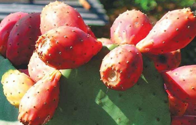 میوه کاکتوس