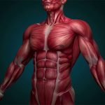 عضلات بدن انسان