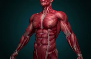 عضلات بدن انسان