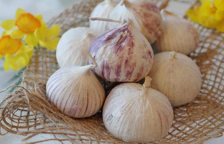 خواص موسیر ایرانی