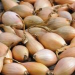 موسیر کوهی