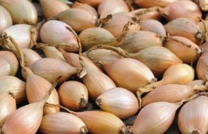 موسیر کوهی