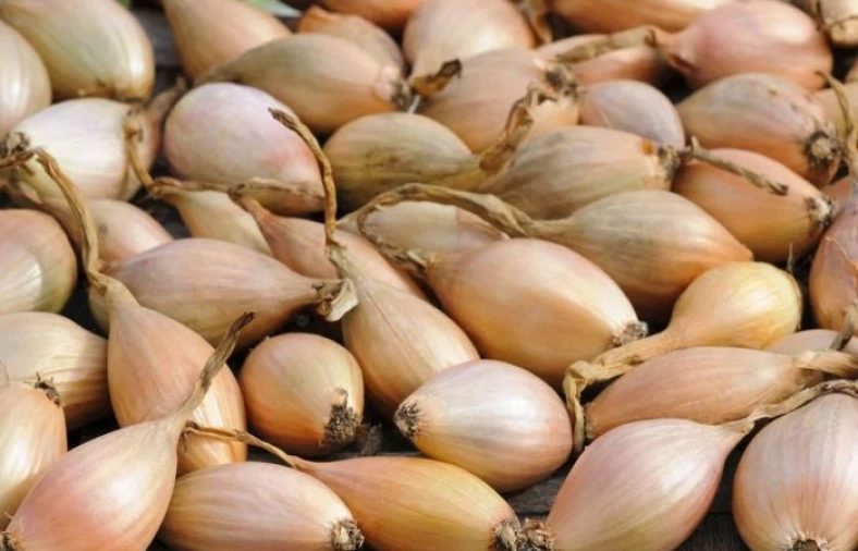 موسیر کوهی