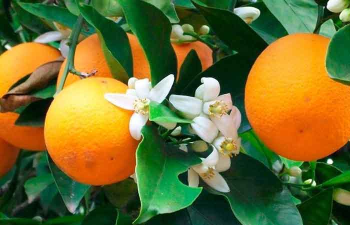 مضرات نارنج