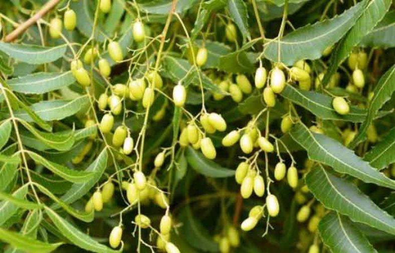 خواص گیاه چریش