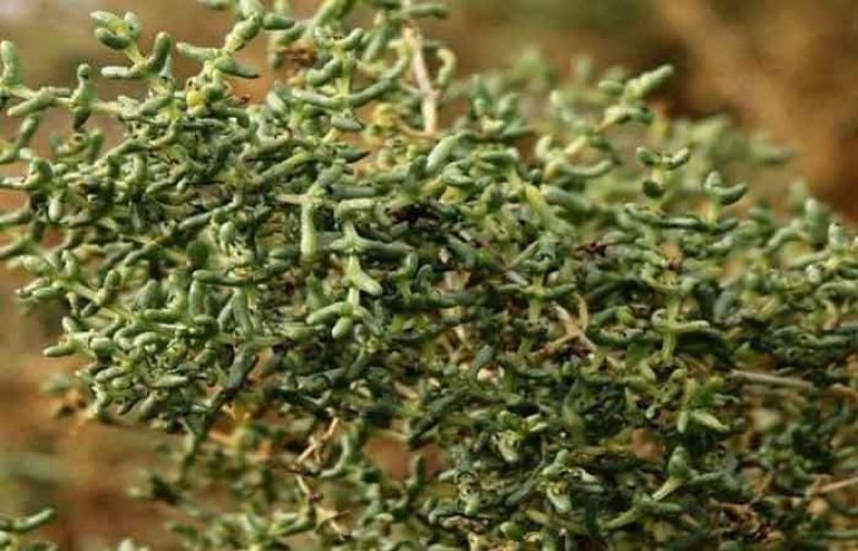 خواص گیاه اشنان