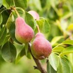 درخت گلابی و نحوه‌ کاشت