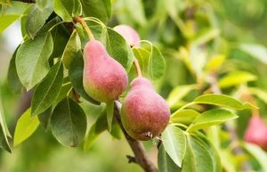 درخت گلابی و نحوه‌ کاشت