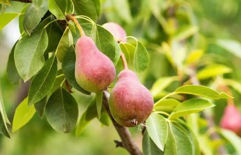 درخت گلابی و نحوه‌ کاشت