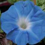 کاشت و نگهداری از گل نیلوفر پیچ