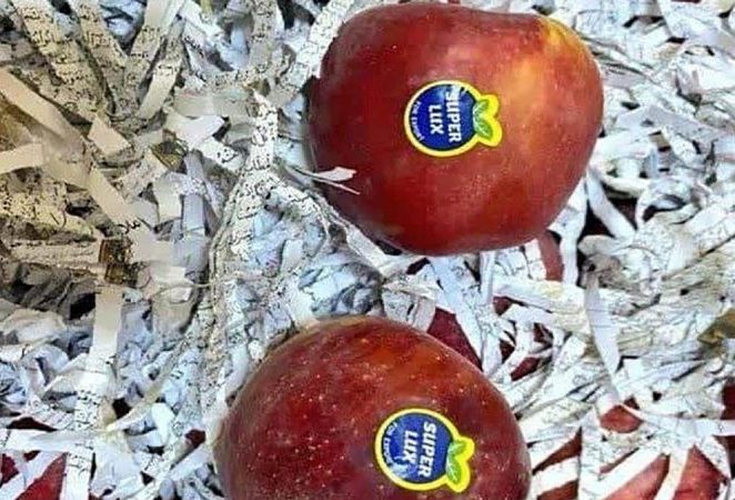 هتک حرمت به قرآن در بین سیب های صادراتی