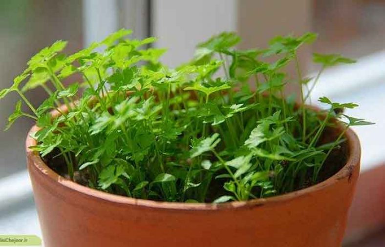 کالری جعفری