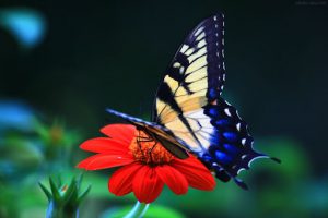 جملات و متن های زیبا و خواندنی