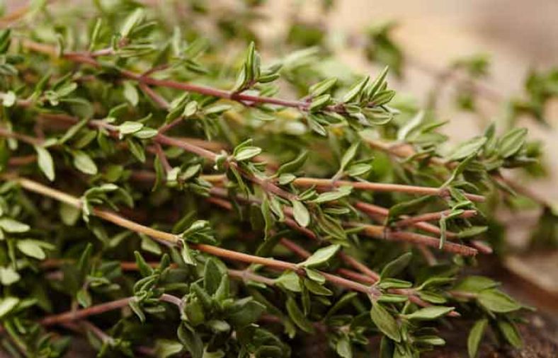 طبع آویشن