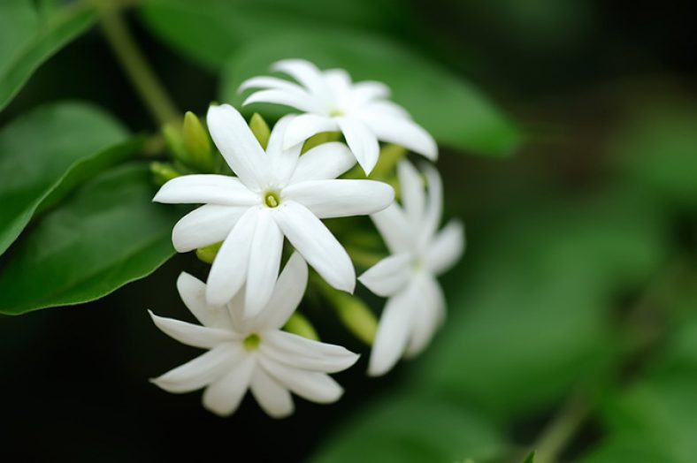 گل یاس