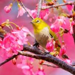 معنی شعر صورتگر ماهر فارسی هشتم