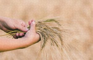 مفهوم عبارت گندم نمای جو فروش نباش