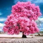 انشا عینی و ذهنی درباره درخت