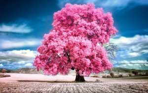 انشا عینی و ذهنی درباره درخت
