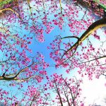 نثر ادبی زمستان گذشت و بهار امد