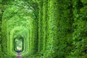 شعر ایستاده ام ایستاده ای ایستاده ایم جنگلیم