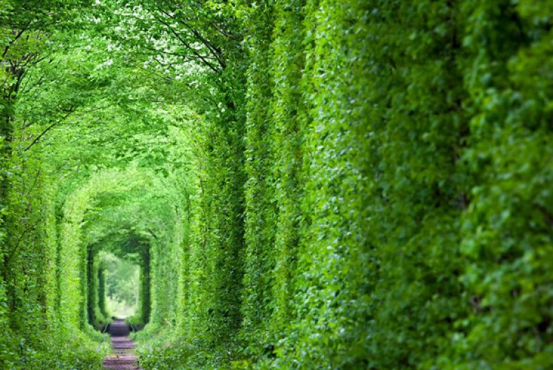 شعر ایستاده ام ایستاده ای ایستاده ایم جنگلیم