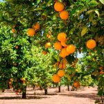 درخت هرچه بارش بیشتر می شود سرش فروتر می آید