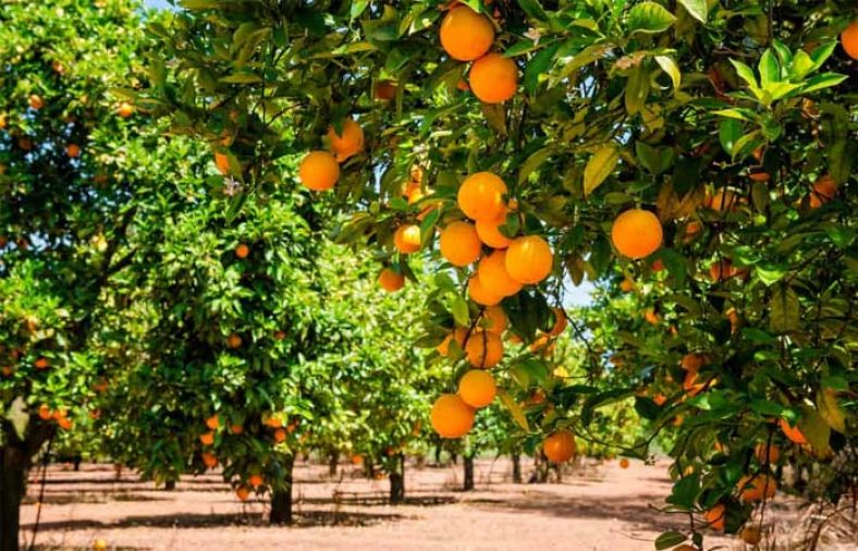 درخت هرچه بارش بیشتر می شود سرش فروتر می آید
