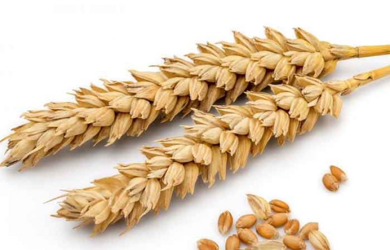 طبع گندم