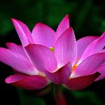 عکس گل برای پروفایل