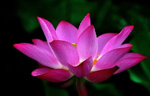عکس گل برای پروفایل