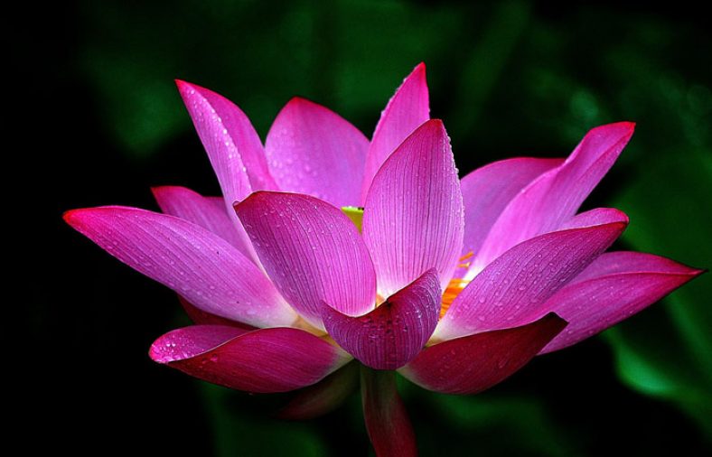عکس گل برای پروفایل