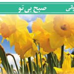 معنی شعر صبح بی تو