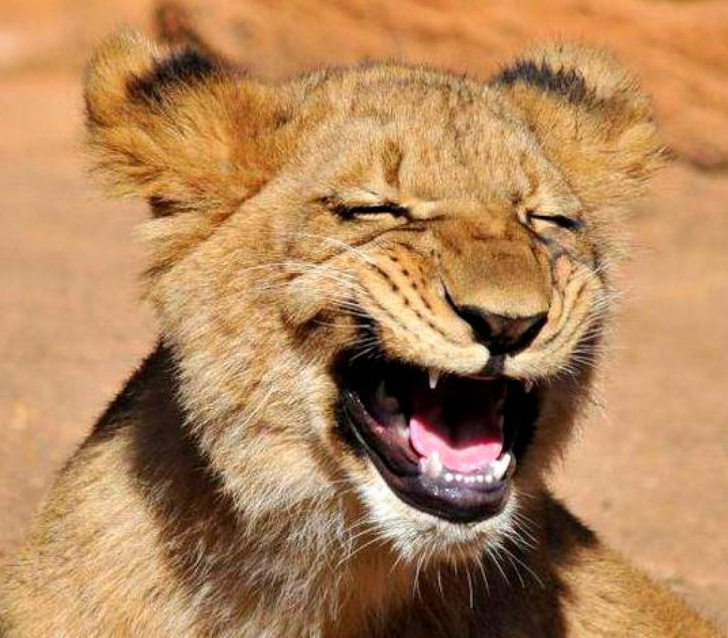 Покажи улыбающихся зверей. Лев улыбается. Смешной Лев. Животное смеется. Лев весёлый.