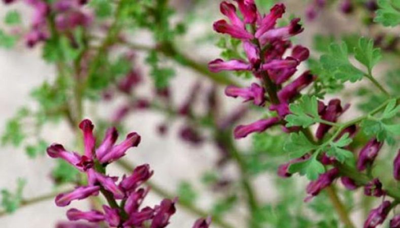 طبع عرق شاتره