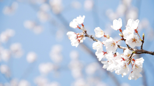 متن و شعر در مورد شکوفه های بهاری