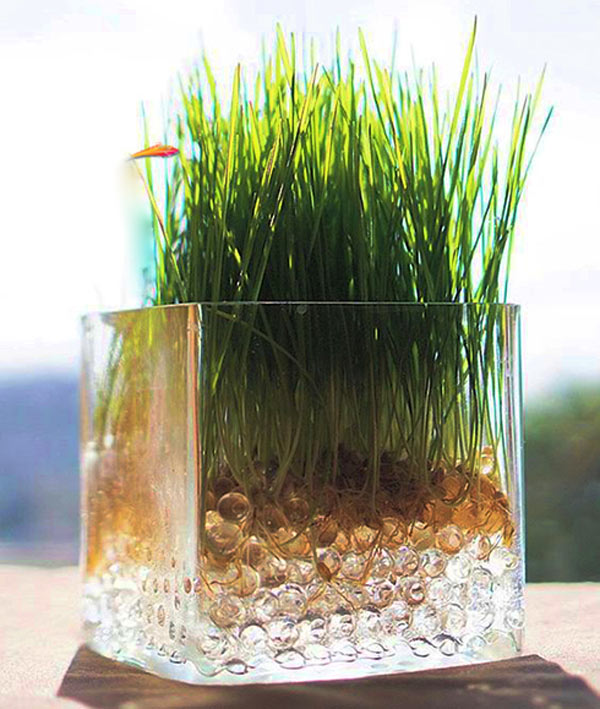 سبزه گندم در خاک ژله ‌ای و ظرف شیشه