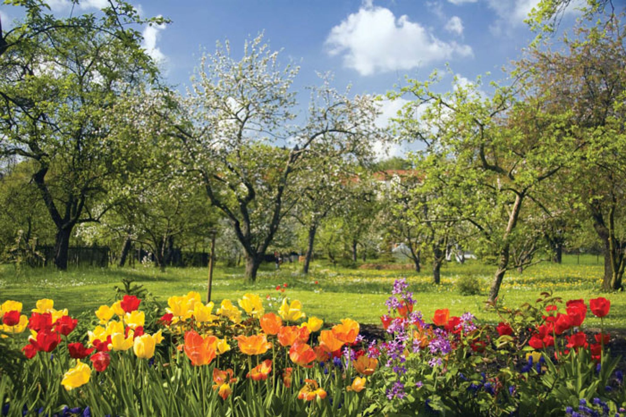 The flowers in spring are. Сад весной.