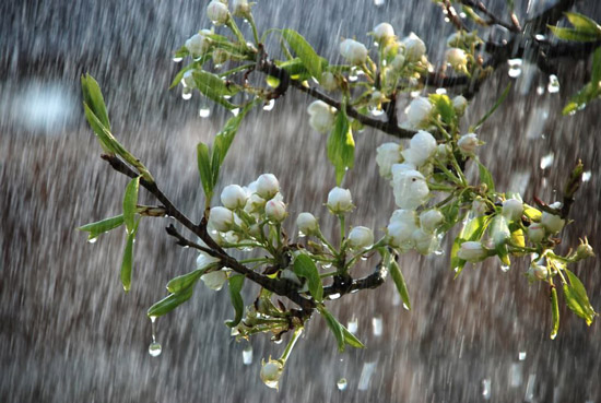 انشا در مورد باران بهاری