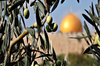 تحقیق درباره نماد سرزمین فلسطین