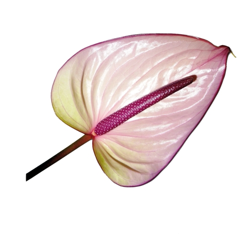 گل آنتوریوم