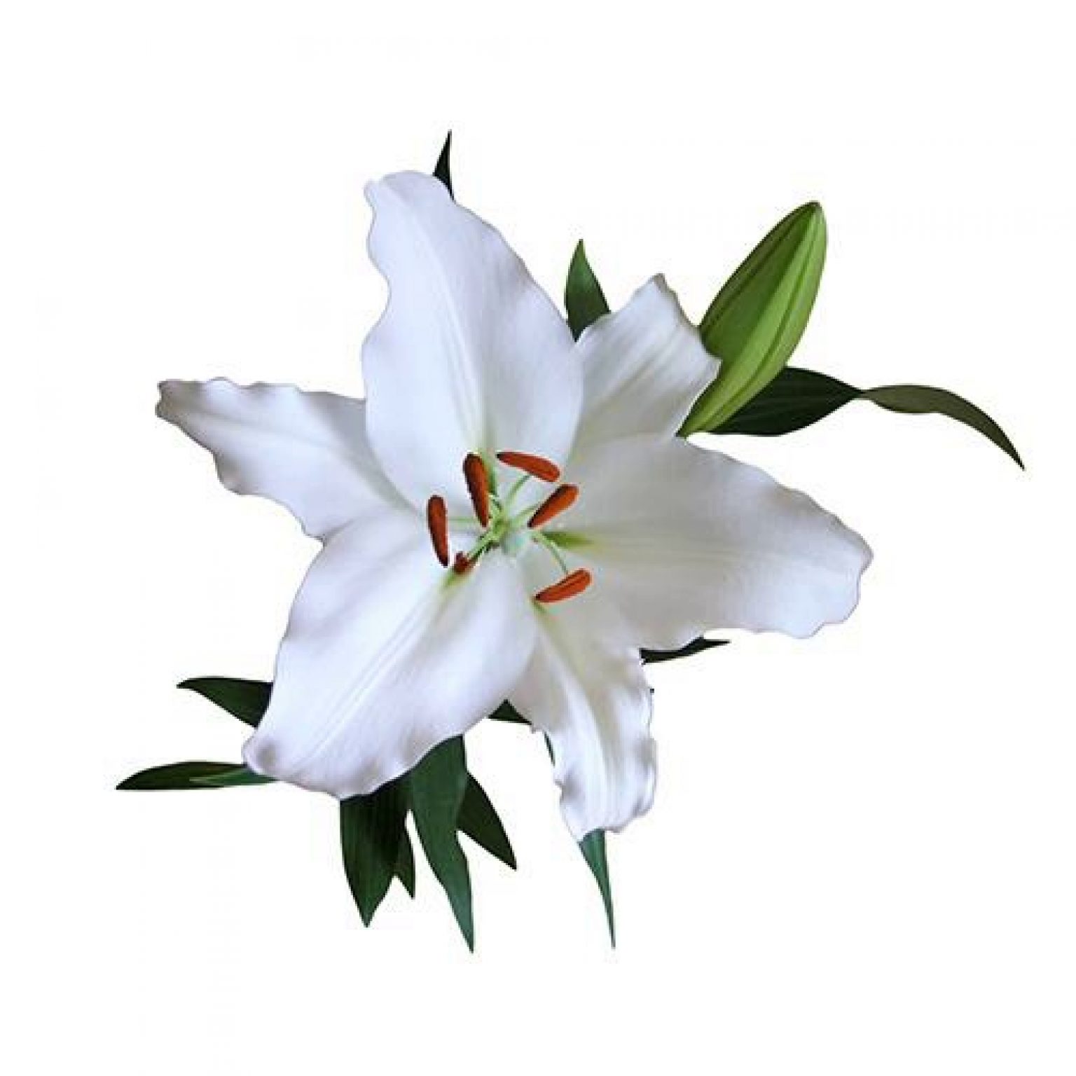 Лилия без. Lilium oriental White. Лилия на белом фоне. Лилии на прозрачном фоне. Белая Лилия на белом фоне.