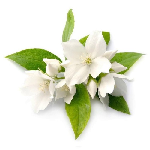 گل یاسمن