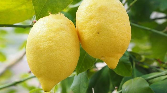 لیمو سنگی