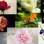 گل های معروف گلفروشی ها