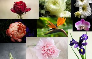 گل های معروف گلفروشی ها