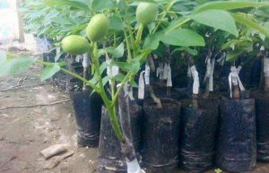خرید اینترنتی نهال گردو