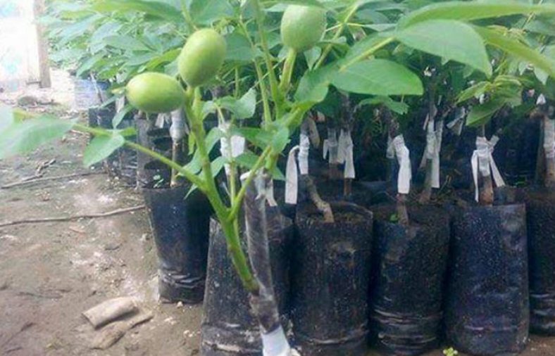 خرید اینترنتی نهال گردو