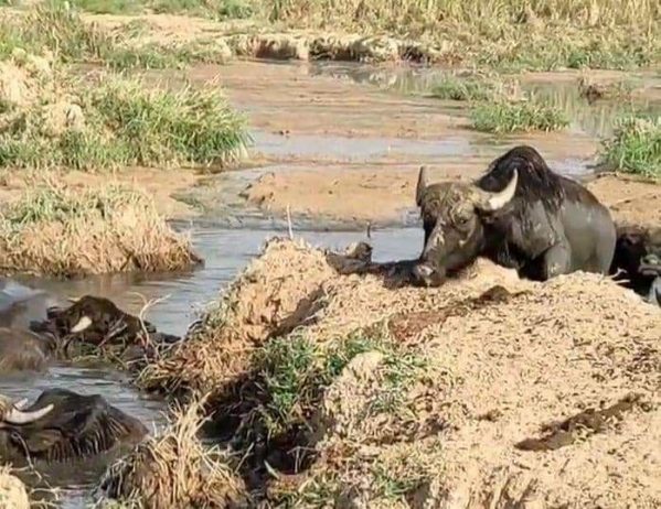 خشکاندن تالاب و مردن گاومیش ها