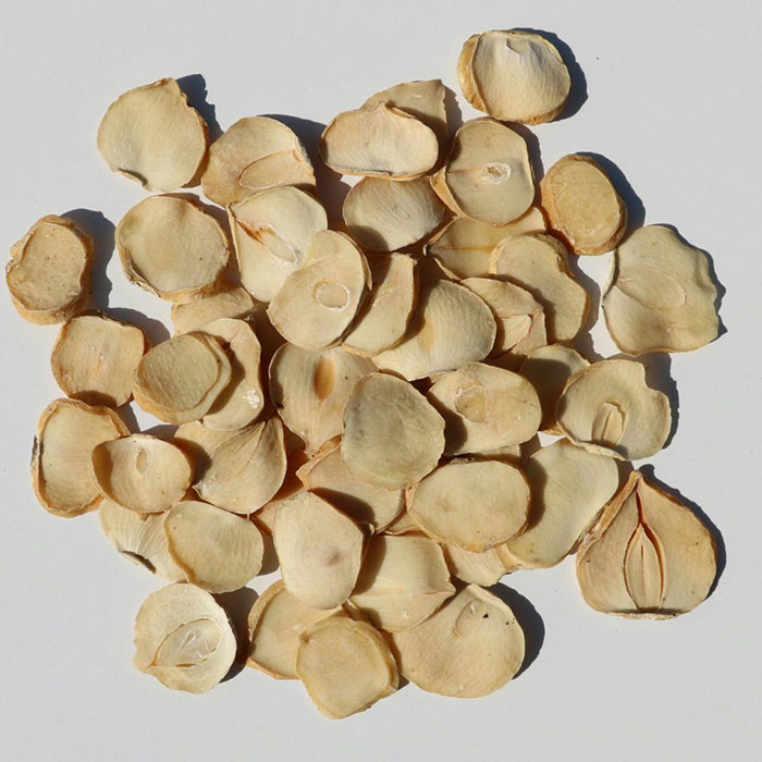 موسیر خشک شده